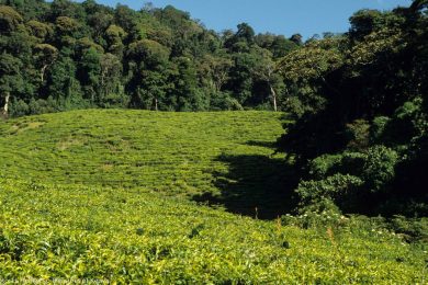 Photo courtesy of H Fiebig/50 Treasures of Kenya