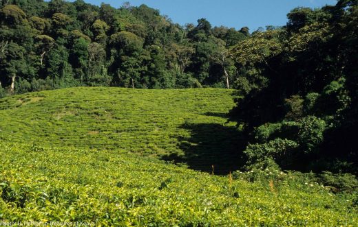 Photo courtesy of H Fiebig/50 Treasures of Kenya